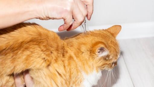 Tipps für ein flohfreies Zuhause