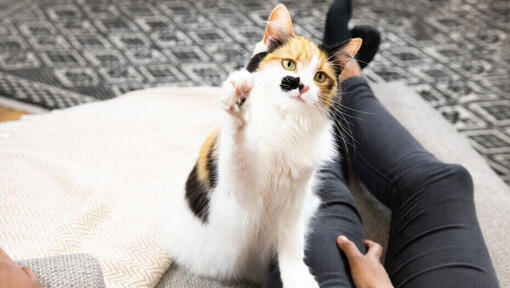 Was mache ich, wenn ich eine streunende Katze finde