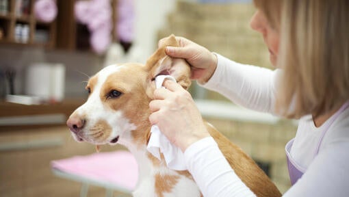 Symptome und Behandlung von Ohrmilben bei Hunden