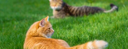 Greifen Füchse Katzen an? Fakten & Sicherheitstipps