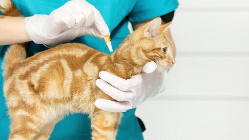 Wie wird man Flöhe bei Katzen los?