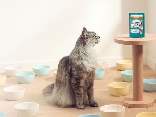Mach die Flüssigkeitsaufnahme Ihrer Katze ganz einfach mit PURINA ONE® HYDRALIFE™