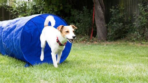 Hundespiele im Freien