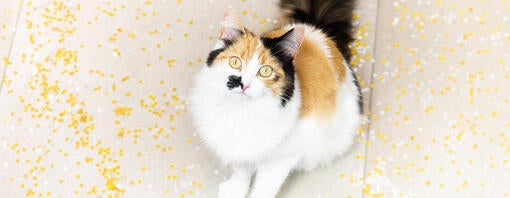 Dein Kätzchen oder deine Katze trainieren