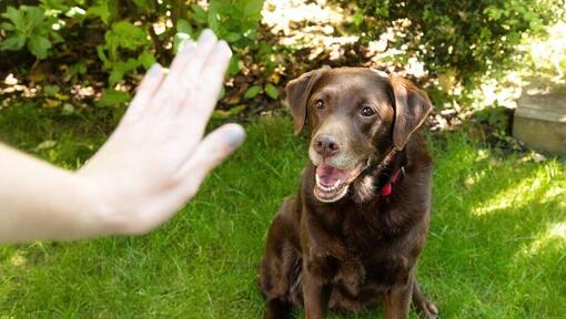 Einen älteren Hund trainieren