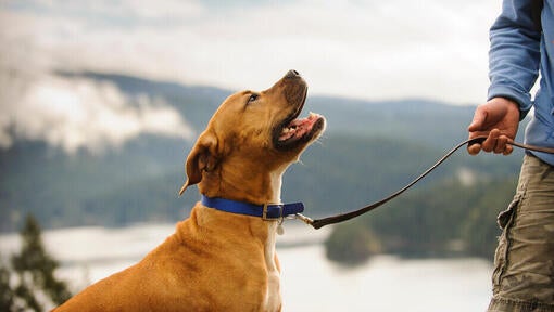 Einen älteren Hund trainieren