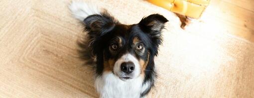 Einen älteren Hund trainieren