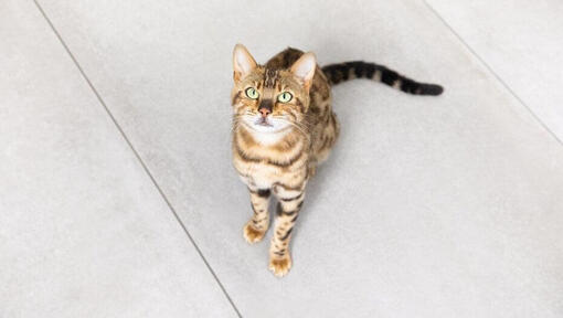 Katze starrt hoch zu Bezugsperson