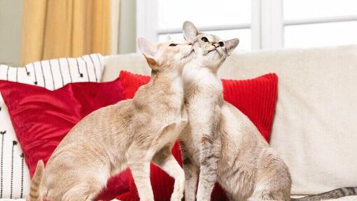 2 Katzen spielen auf einem Sofa