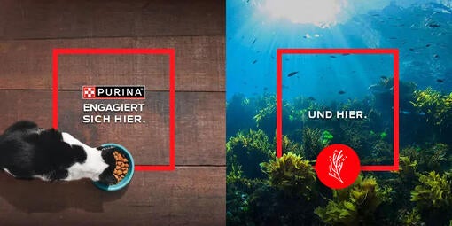 PURINA EUROPA'S PROGRAMM ZUR REGENERATION VON MEERESLEBENSRÄUMEN"