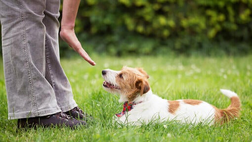 Eine Person bringt einem Hund bei, sich hinzulegen.