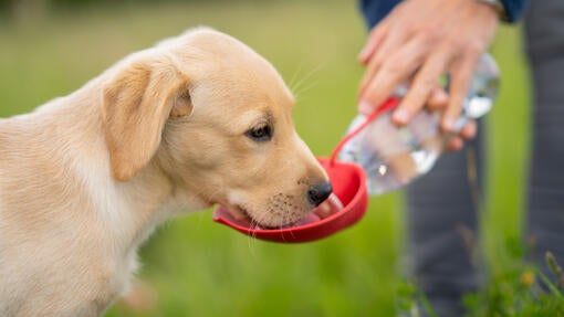 Hund trinkt Wasser aus dem Napf