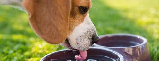 Hund trinkt Wasser aus dem Napf