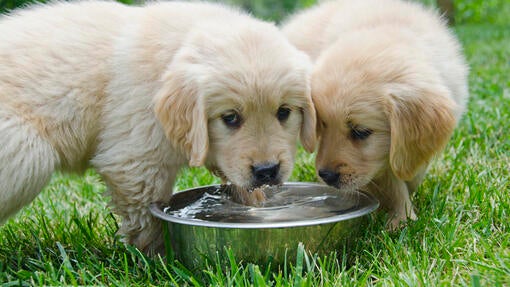 Zwei Welpen trinken Wasser aus dem Napf