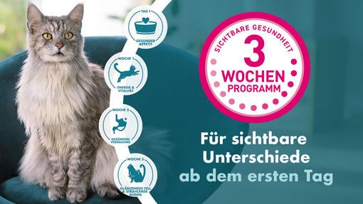 Starte das 3-Wochen-Programm