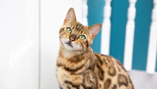 How Smart are Cats?