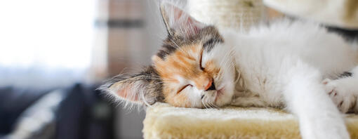 How Smart are Cats?