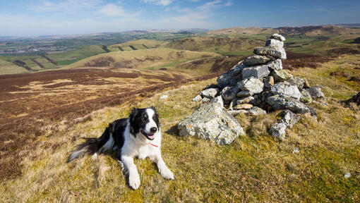 Top 11 Smartest Dog Breeds