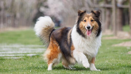Top 11 Smartest Dog Breeds