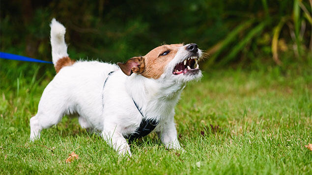 aggressiver Hund aggressiver Hund