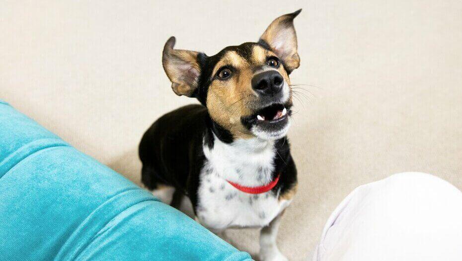 Gum Disease in Dogs 1 Jack Russell Terrier mit rotem Kragen und offenem Mund