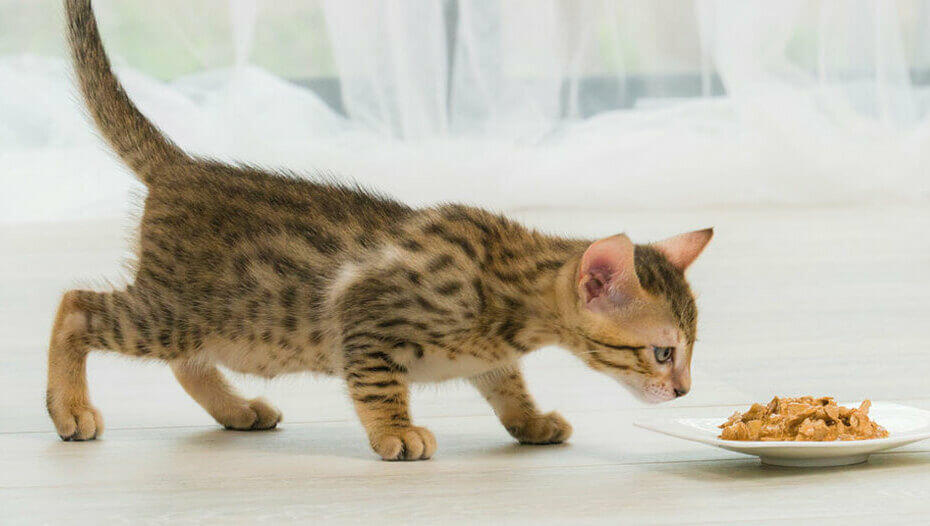 Kitten Teething Advice1 Braunes Kätzchen schnüffelt einen Teller mit Essen