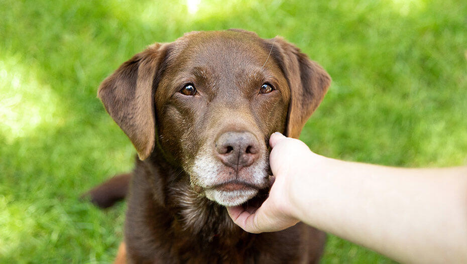 Labrador wird gestreichelt Labrador wird gestreichelt