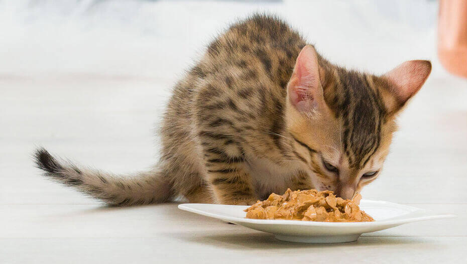Katze frisst Nassfutter Katze frisst Nassfutter