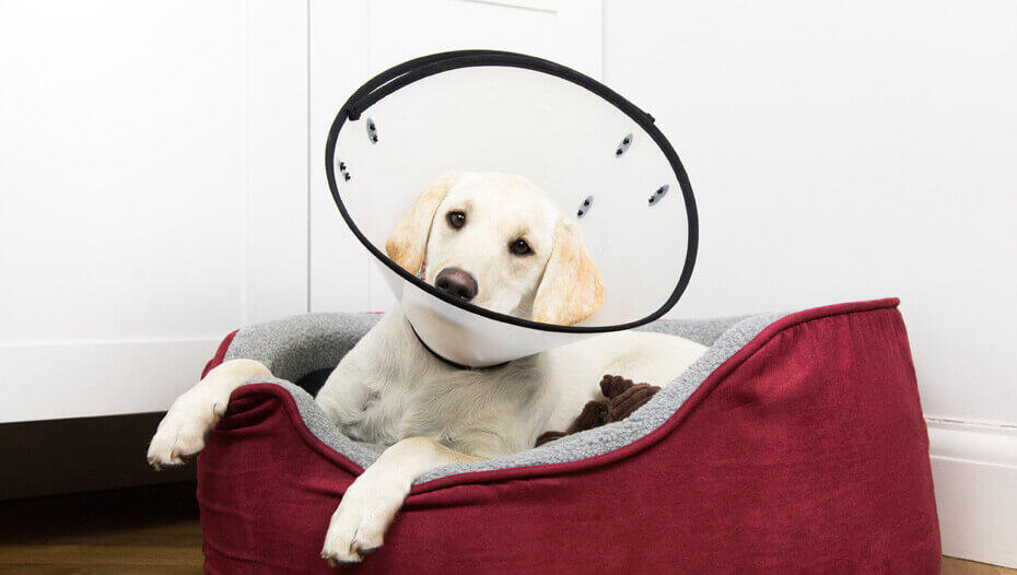 puppy wearing cone Welpe mit Kegel