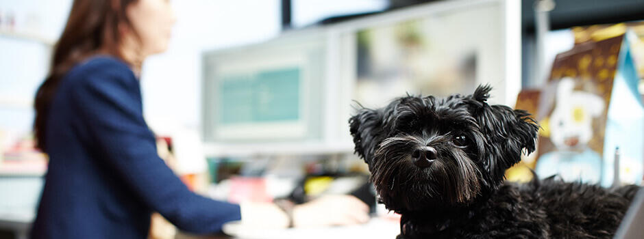 Mitarbeiterin mit Hund am Schreibtisch Mitarbeiterin mit Hund am Schreibtisch